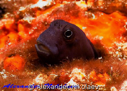 Blenny. Canon 40D, SIGMA 50mm macro. by Alexander Nikolaev 